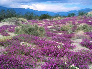 唯美背景 山花烂漫