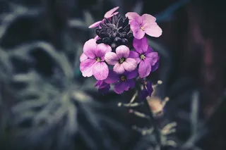 植物花旗杆图片