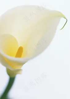 花草特写 1662 花草特写 1662