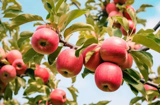 苹果果树树枝摄影图