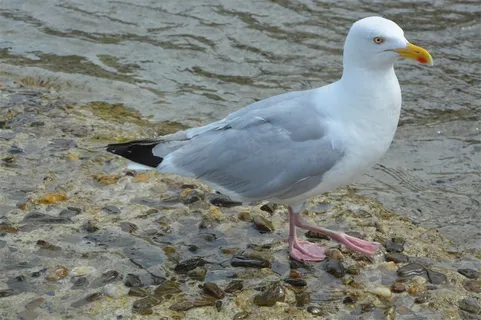 沙滩上的海鸥 沙滩上的海鸥