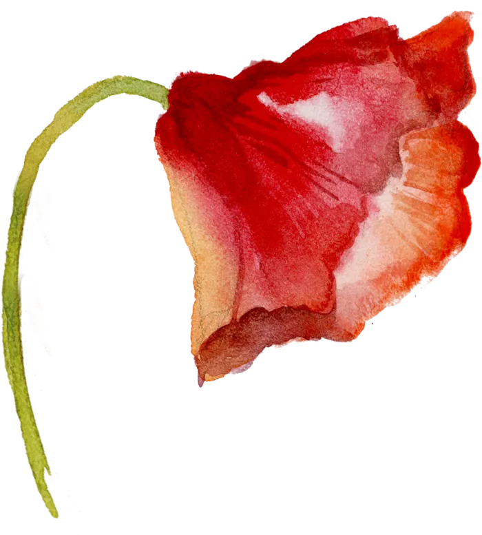 鲜花玫瑰免扣素材