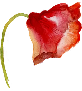 鲜花玫瑰免扣素材