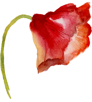 鲜花玫瑰免扣素材