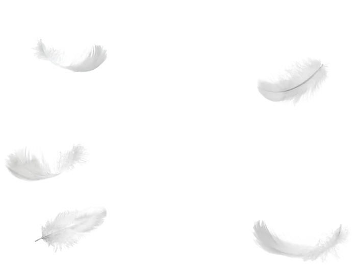 羽毛形态卡通