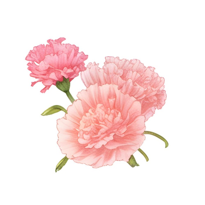 母亲节康乃馨花免抠(2048x2048)