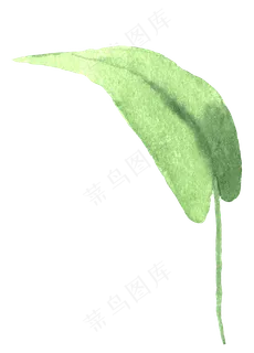 水彩插画-植物25