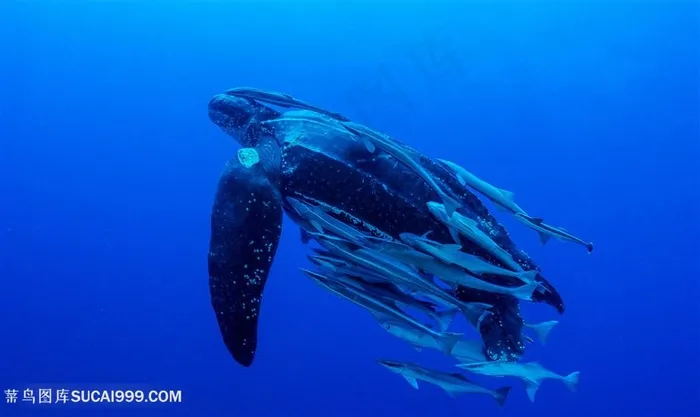 唯美海洋生物高清图片