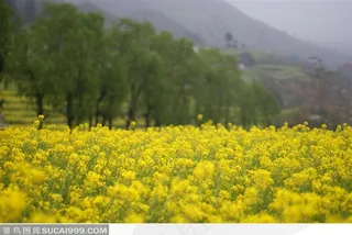 罗平油菜花公路边的油菜花