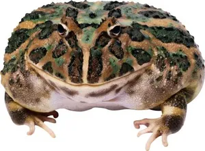 青蛙免抠