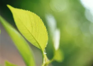 森林的树缝穿过的光美丽风景素材
