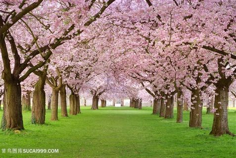 高清盛开的樱花花海图片