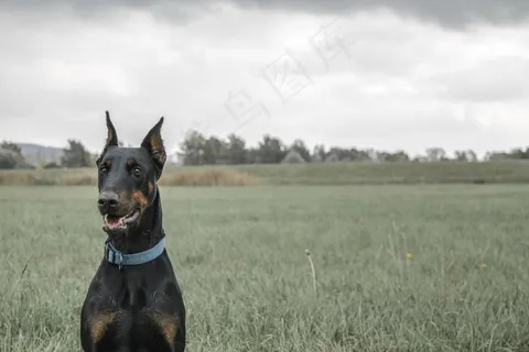 杜宾犬立耳图片 杜宾犬立耳图片
