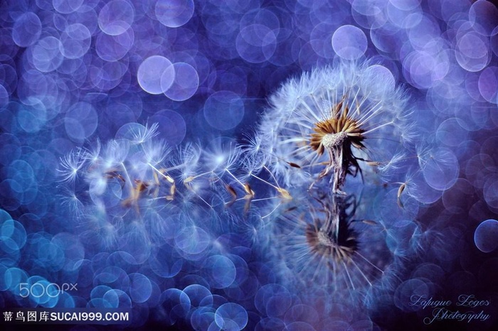 高清唯美蒲公英鲜花图片