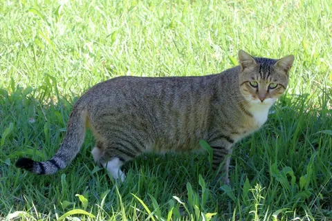 虎斑猫可爱图片 虎斑猫可爱图片