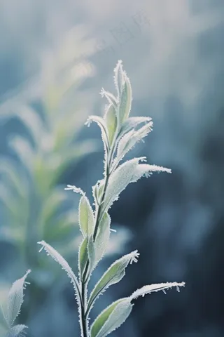 雪花枝叶白色背景
