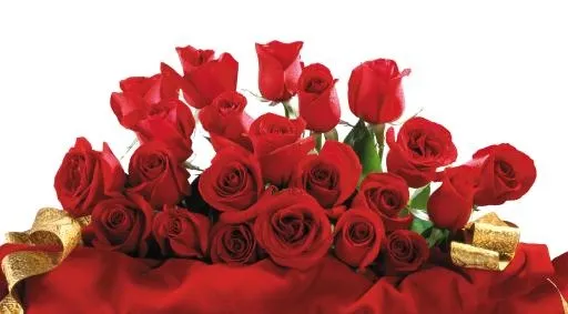 玫瑰 PNG免抠(5623x3109)