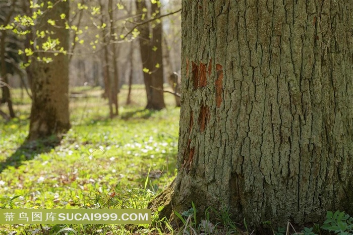树林系列 - 粗壮有力的树干