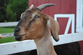 山羊头部特写图片