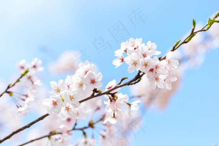 樱花开花唯美图片