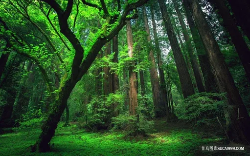 原始森林摄影 原始森林摄影