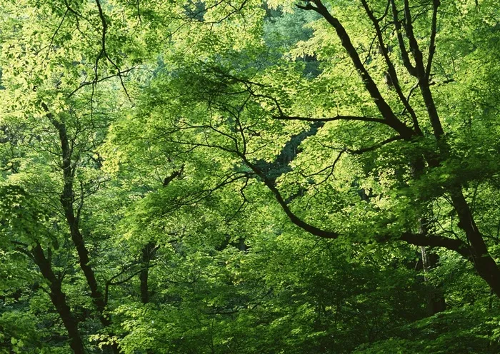 树木风景美丽的素材