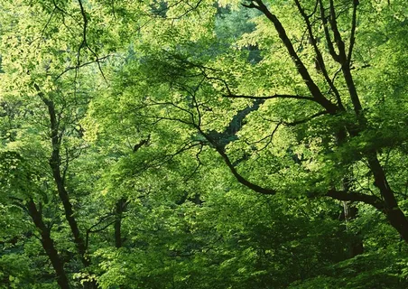 树木风景美丽的素材 树木风景美丽的素材
