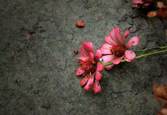 非主流鲜花唯美图片