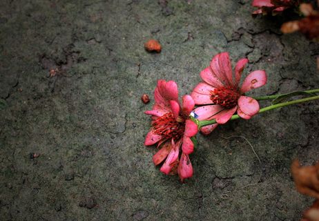 非主流鲜花唯美图片