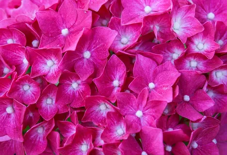 艳丽绣球花鲜花图片 艳丽绣球花鲜花图片