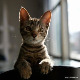 品种豹猫猫咪图片素材