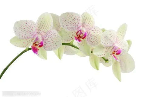 花卉物语-一枝弯曲的白色蝴蝶兰花 花卉物语-一枝弯曲的白色蝴蝶兰花