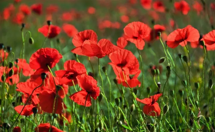 漂亮的罂粟花海鲜花图片