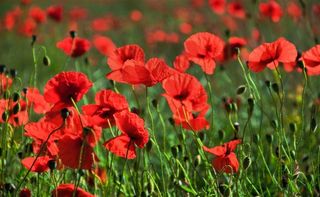 漂亮的罂粟花海鲜花图片