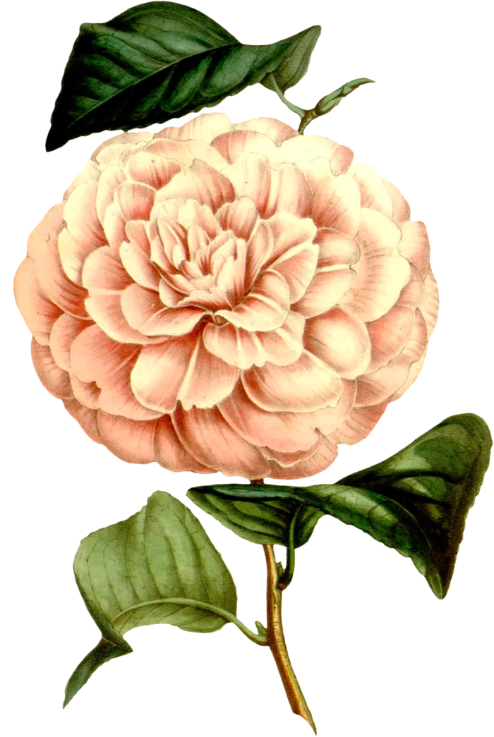 复古手绘植物花卉玫瑰花PNG免扣图案高清图片PS设计素材图