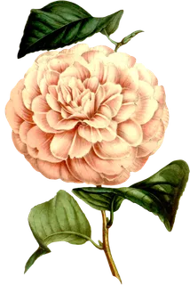 复古手绘植物花卉玫瑰花PNG免扣图案高清图片PS设计素材图