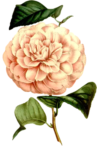 复古手绘植物花卉玫瑰花PNG免扣图案高清图片PS设计素材图