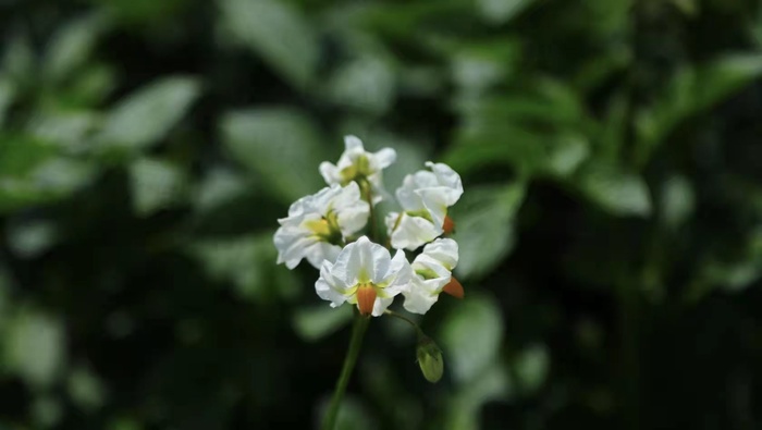 白色小花背景