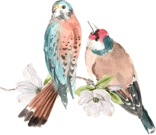 插画春鸟免抠素材