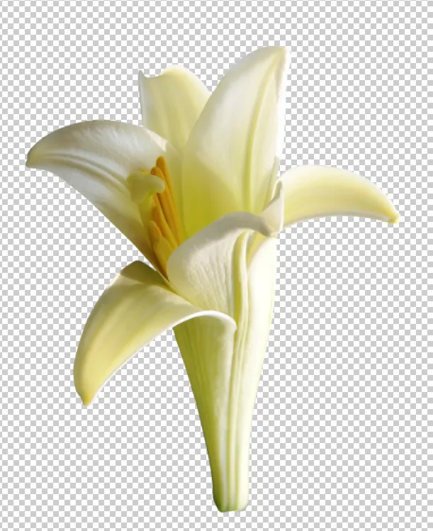 百合花免扣素材psd模版下载