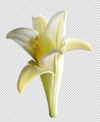 百合花免扣素材