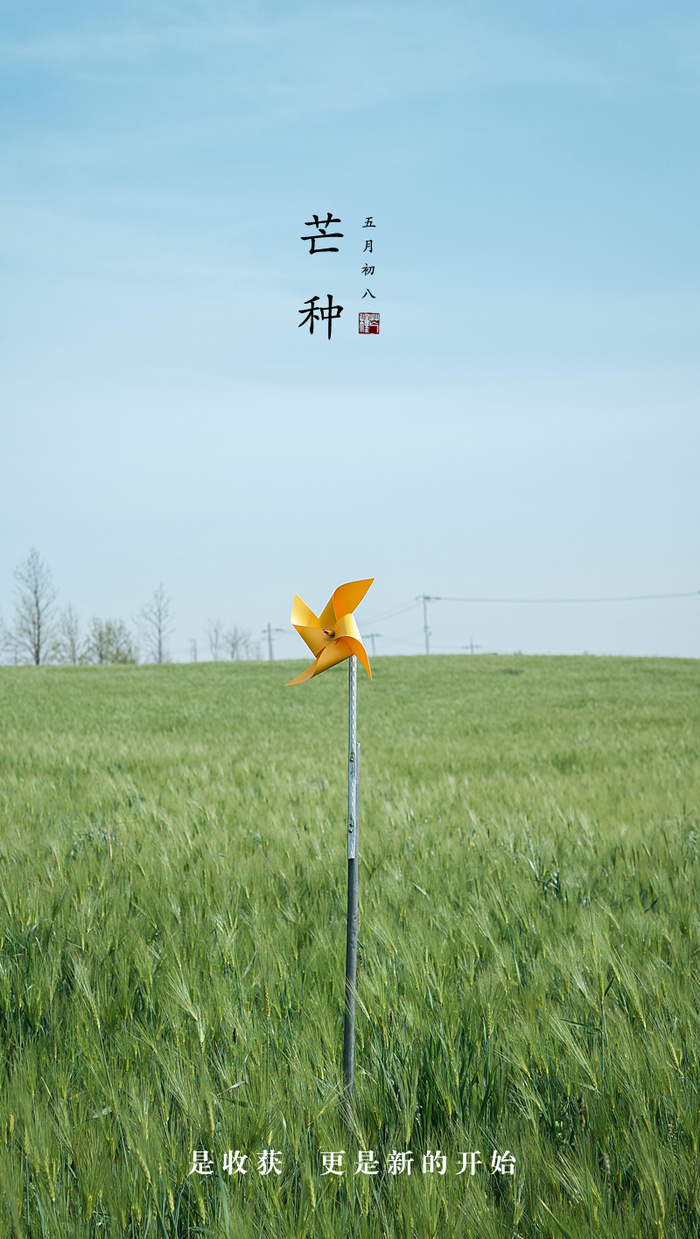芒种节气手机海报psd模版下载psd模版下载