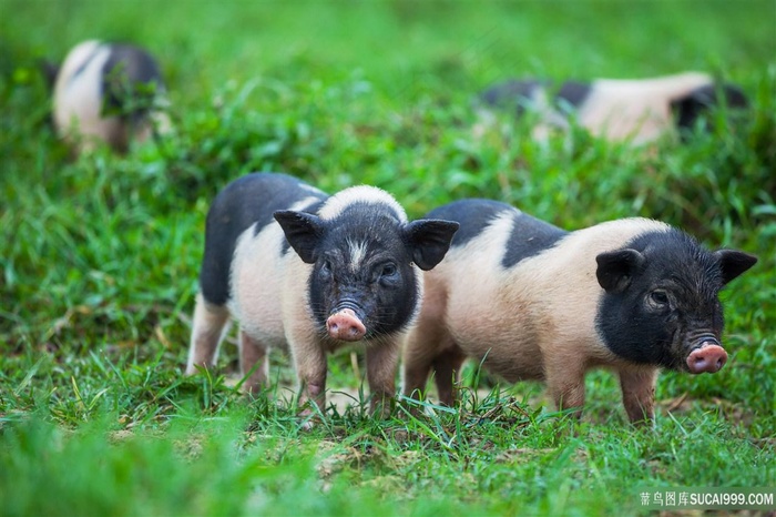 两头可爱的小花猪