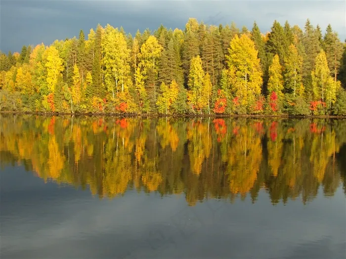 针叶树森林素材大图