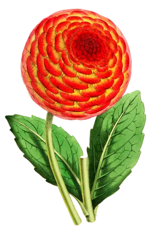 复古手绘植物花卉插画 免抠