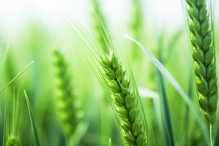 小麦麦穗稻穗摄影图素材背景