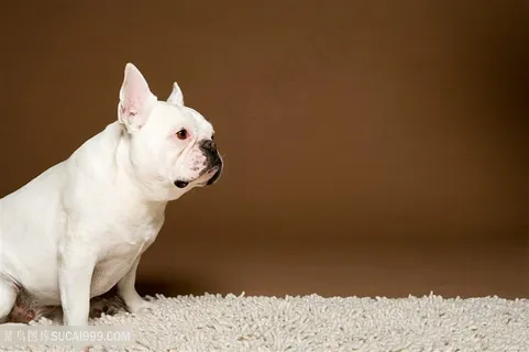 高清斗牛犬狗狗图片 高清斗牛犬狗狗图片