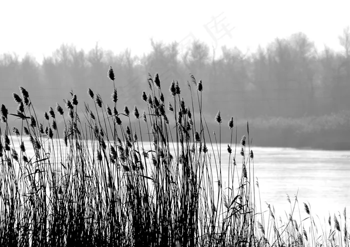 黑白芦苇草图片