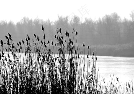 黑白芦苇草图片