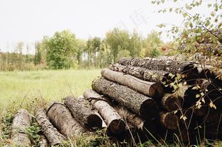草地上堆着一堆木头图片